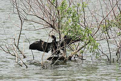羽を乾かすカワウ16年5月15日