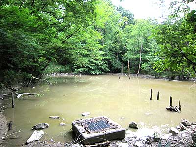 ハンノキ湿地16年6月12日