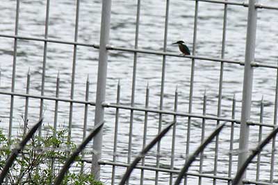 ベルマウスに止まったカワセミ16年6月19日
