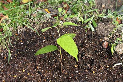 ヒメコウゾ苗木を地植えにしたところ16年5月4日