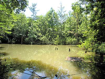 ハンノキ湿地16年7月10日