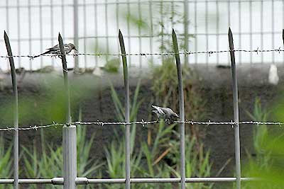 セグロセキレイ幼鳥16年7月17日