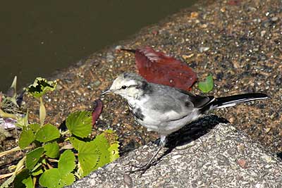 ハクセキレイ幼鳥16年8月21日