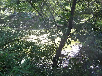 ハンノキ湿地16年8月21日
