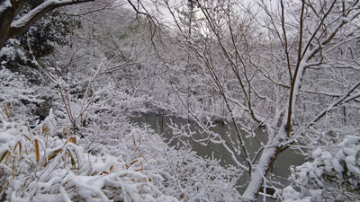 ハンノキ湿地17年1月15日