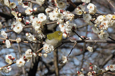 梅の木に止まったメジロ17年2月12日