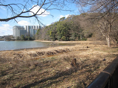猫ヶ洞池ヨシ原17年2月12日