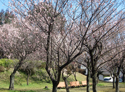 梅林17年3月16日