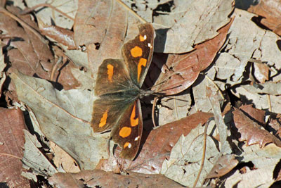 テングチョウ17年3月16日