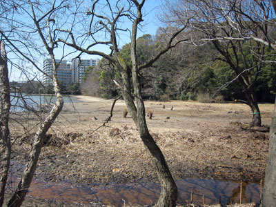 ヨシ原17年3月16日