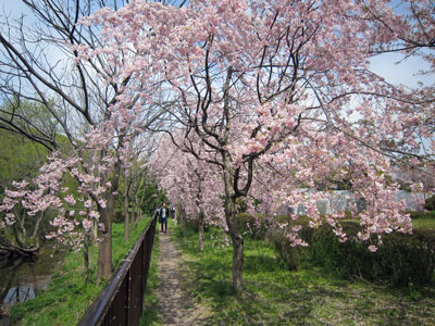 シダレザクラ17年4月16日
