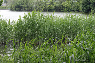 ヨシ原17年5月16日
