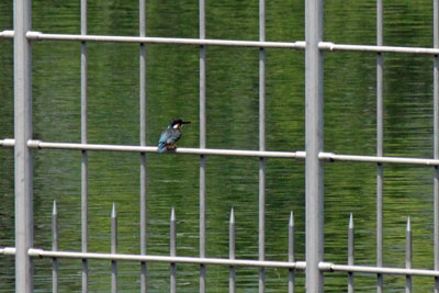 カワセミ17年5月21日