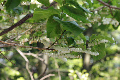 ネジキの花17年5月21日