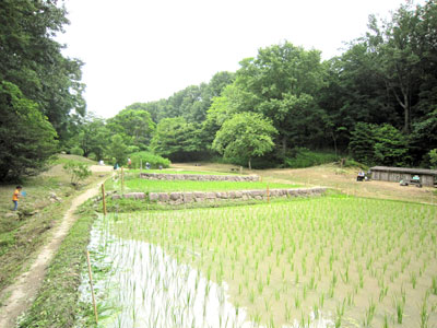 田んぼ17年6月18日