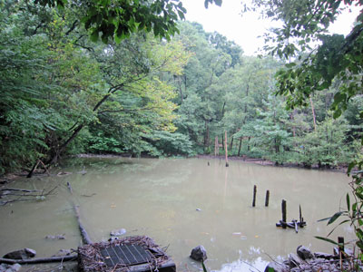 ハンノキ湿地17年9月17日