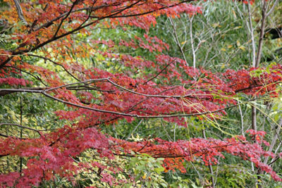 紅葉17年11月19日