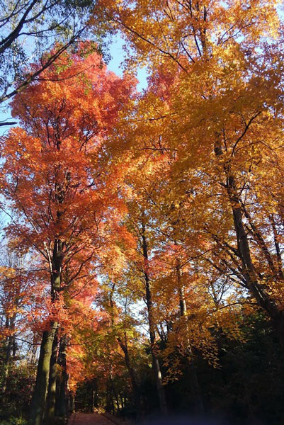 プラタナスの紅葉17年12月10日