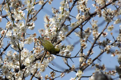 ウメの花の蜜を吸うメジロ18年3月14日