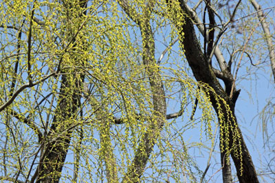ヤナギの芽吹き18年3月14日
