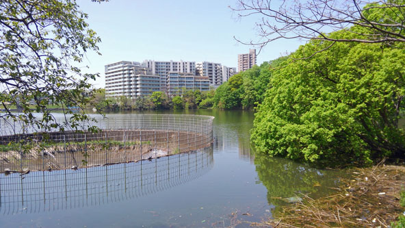 猫ヶ洞池18年4月19日