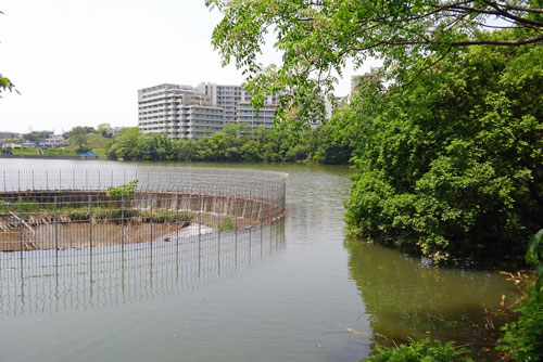 猫ヶ洞池18年5月15日