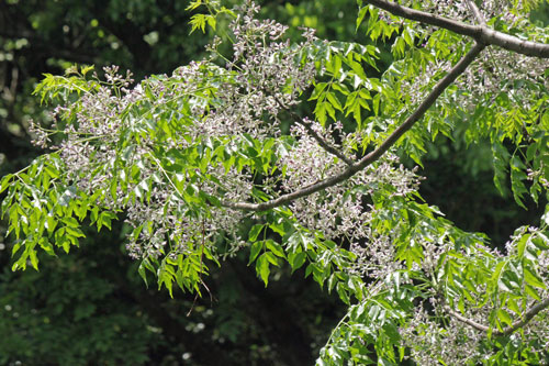 花の咲いたセンダン18年5月15日