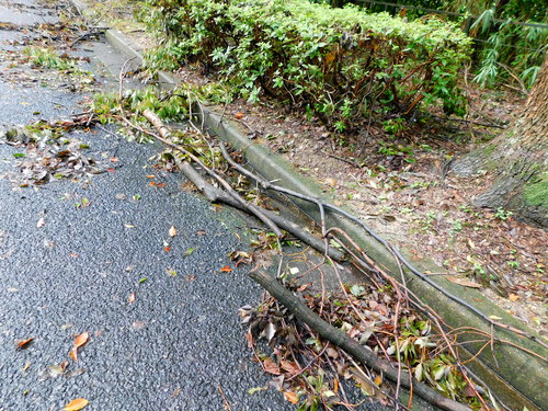 台風倒木18年9月16日