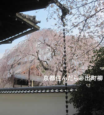 本満寺の桜