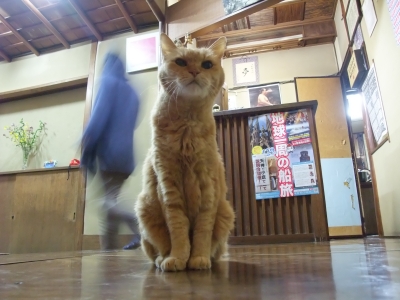 ぬこ