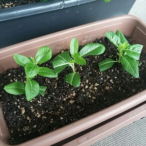 ニチニチソウの挿し木に花が 今日のさんご