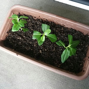 ニチニチソウの挿し木に花が 今日のさんご