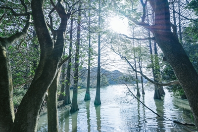 篠栗九大の森