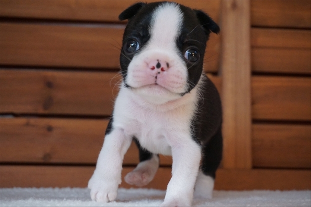 令和5年 1月誕生 | ボストンテリア Puppy
