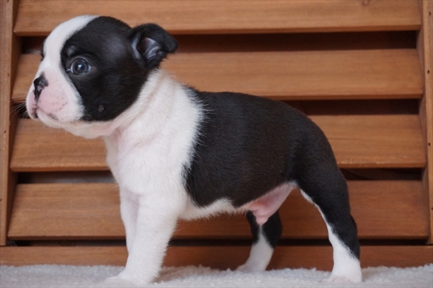 令和5年 9月 1日 誕生 | ボストンテリア Puppy