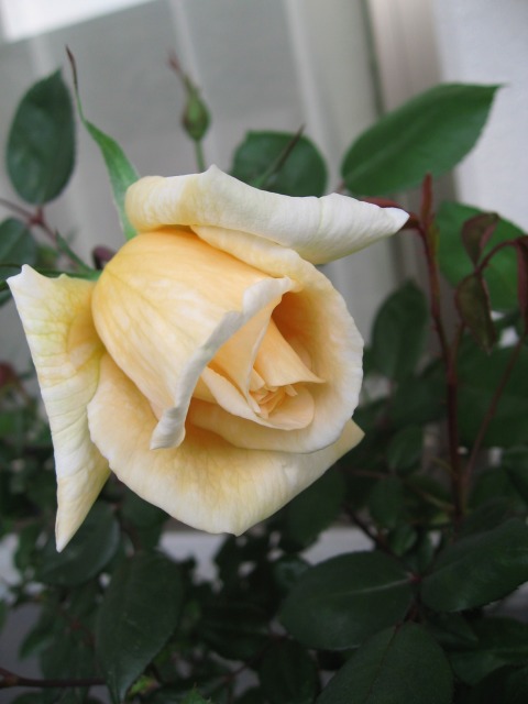 lady1