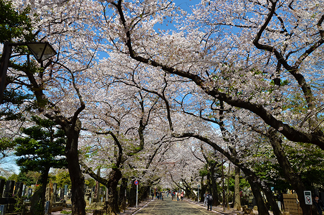 谷中霊園の桜並木