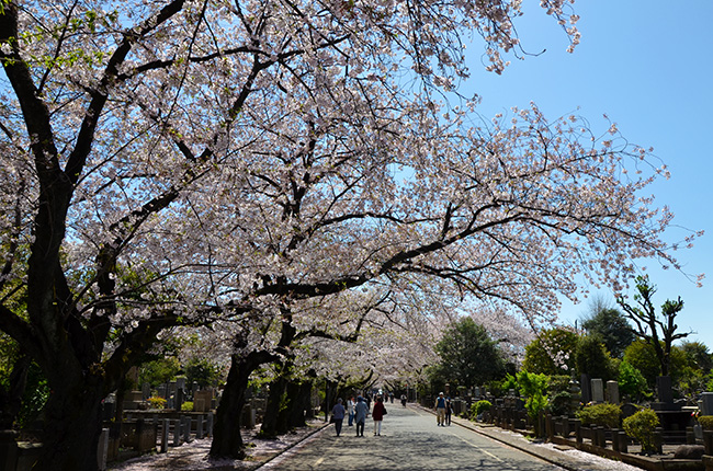 谷中霊園の桜並木