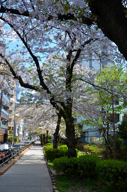 山谷堀の桜並木