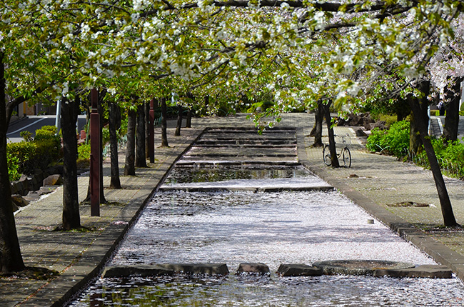花筏/山谷堀公園