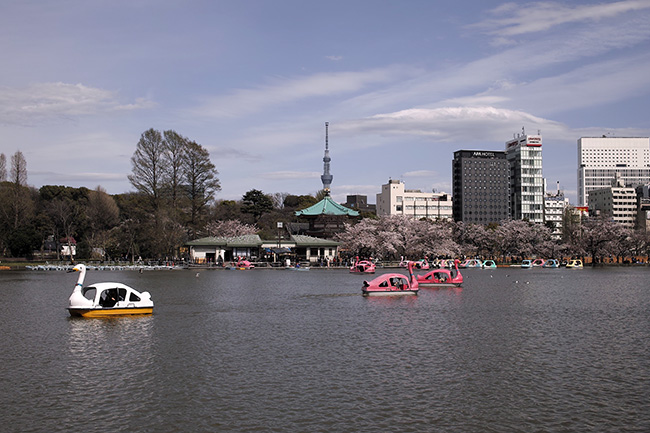 2017年4月12日14時19分/不忍池ボート池