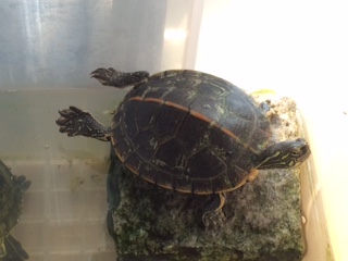 image1.jpeg