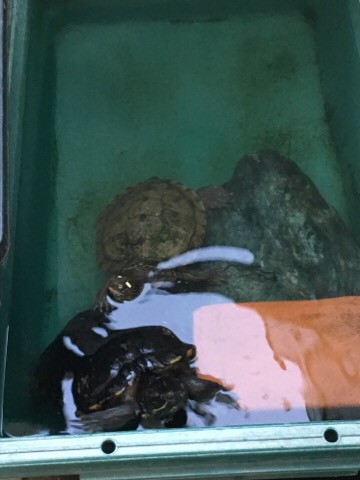 image1.jpeg