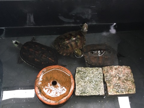 image1.jpeg