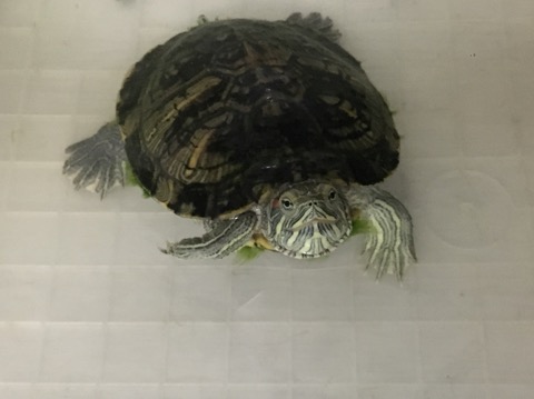 image1.jpeg