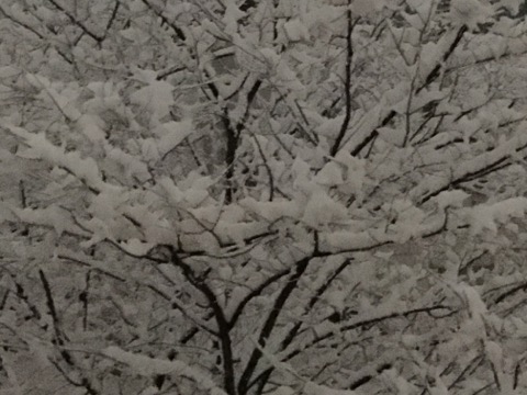 image1.jpeg