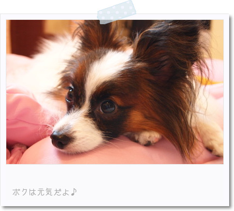 ぼくはげんきだよ.jpg