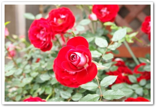 あかい薔薇.JPG