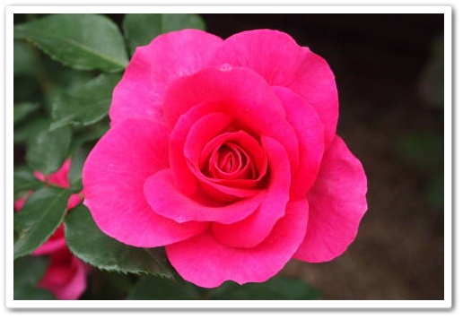 pink rose.JPG