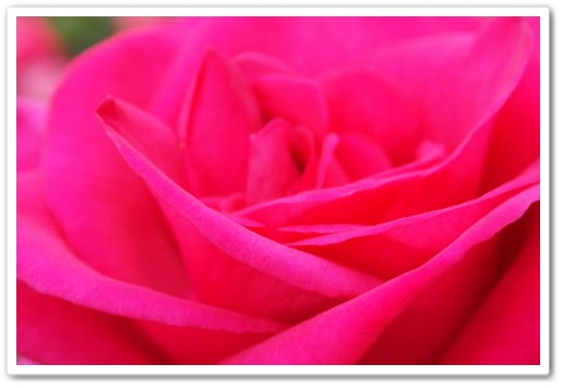 pinkrose.JPG